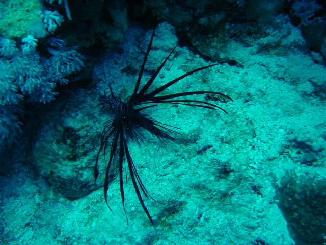 dsc00742.jpg