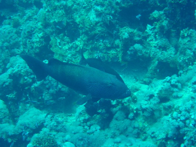 dsc00746.jpg