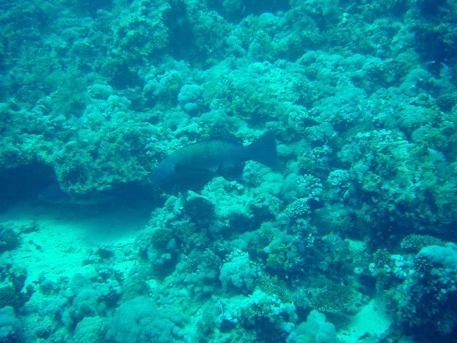 dsc00747.jpg
