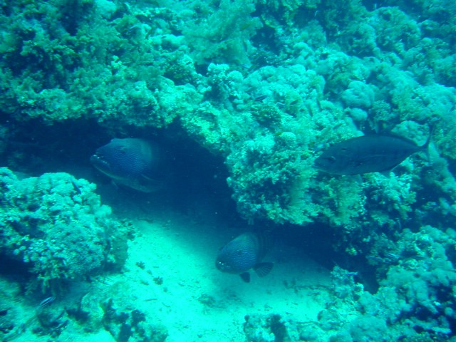 dsc00748.jpg