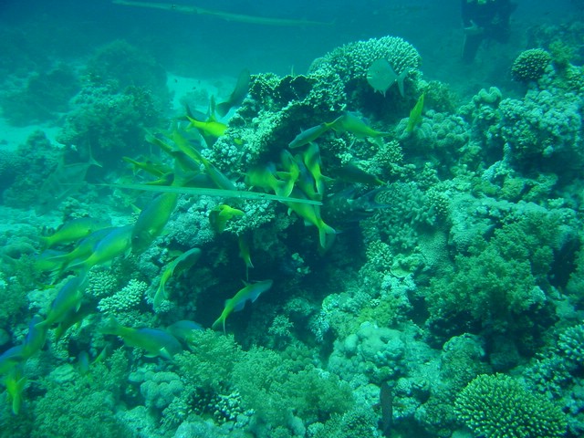 dsc00753.jpg