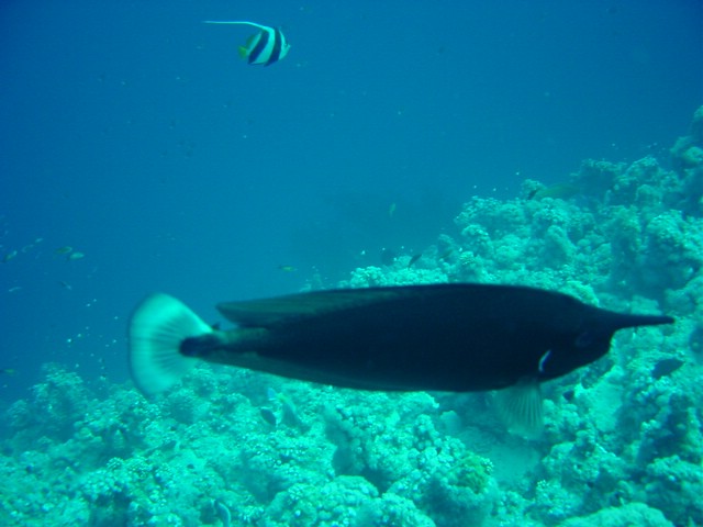 dsc00758.jpg