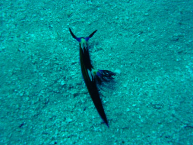 dsc00781.jpg