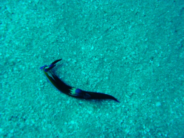dsc00783.jpg