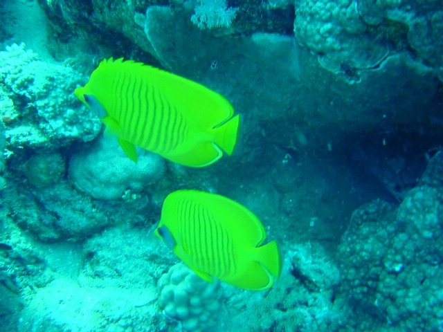 dsc00784.jpg