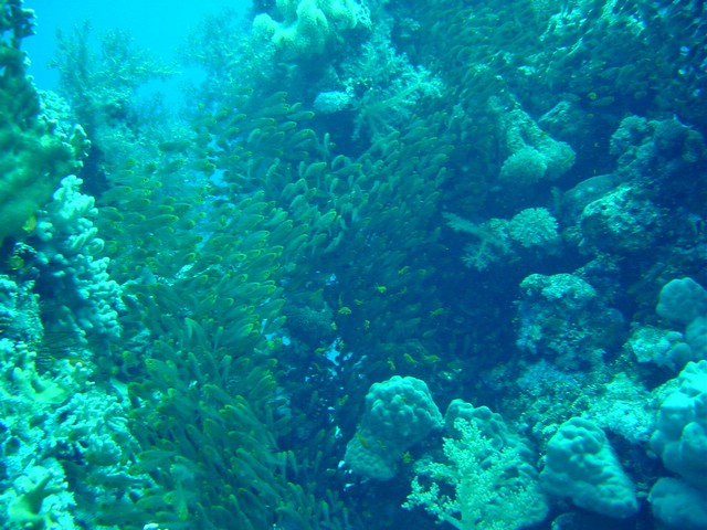 dsc00785.jpg