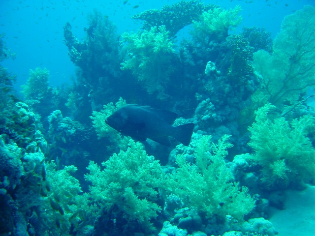 dsc00786.jpg