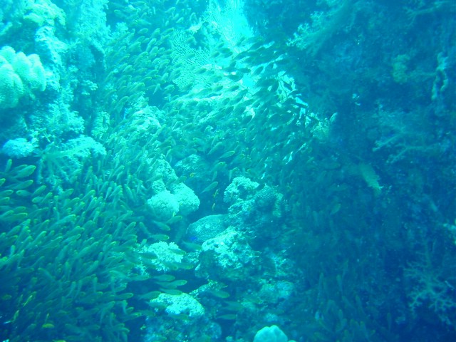 dsc00787.jpg