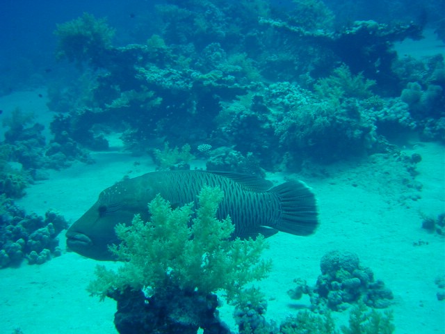 dsc00789.jpg