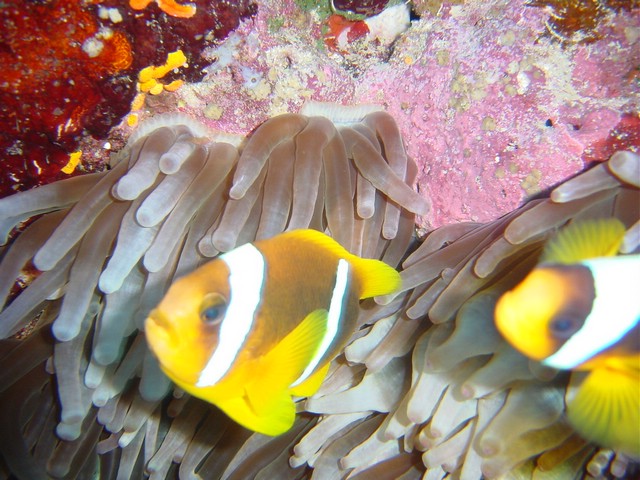 dsc00799.jpg
