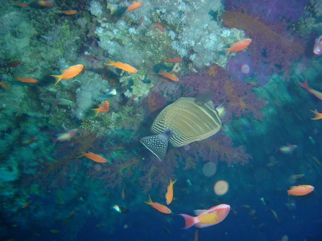 dsc00800.jpg