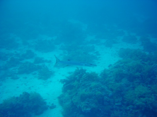 dsc00803.jpg