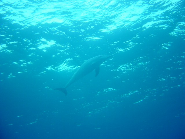 dsc00809.jpg