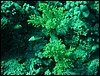 dsc00694.jpg