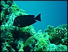 dsc00724.jpg