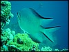 dsc00725.jpg