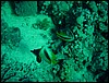dsc00728.jpg