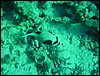 dsc00736.jpg