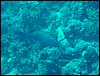 dsc00745.jpg