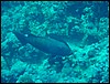 dsc00746.jpg