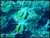 dsc00774.jpg