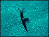 dsc00781.jpg