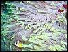 dsc00796.jpg