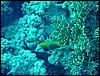 dsc00798.jpg