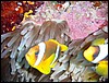 dsc00799.jpg