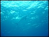 dsc00809.jpg