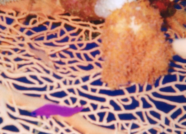 pescefalco1.jpg