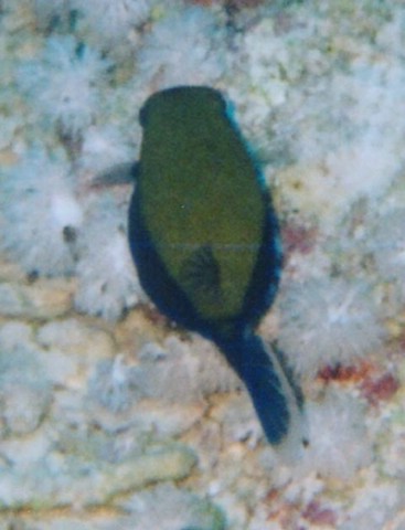 scatola.jpg