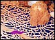 pescefalco1.jpg