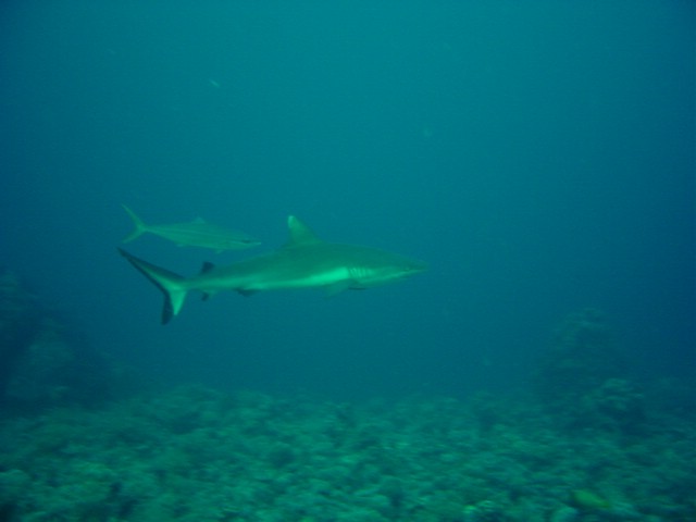 dsc01187.jpg