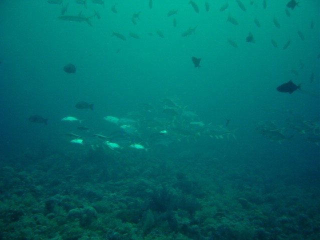 dsc01190.jpg