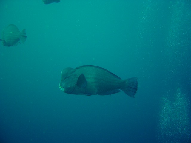 dsc01206.jpg