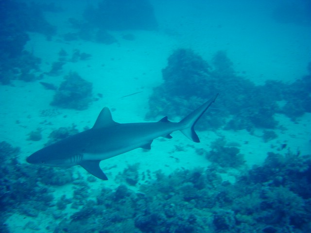 dsc01291.jpg