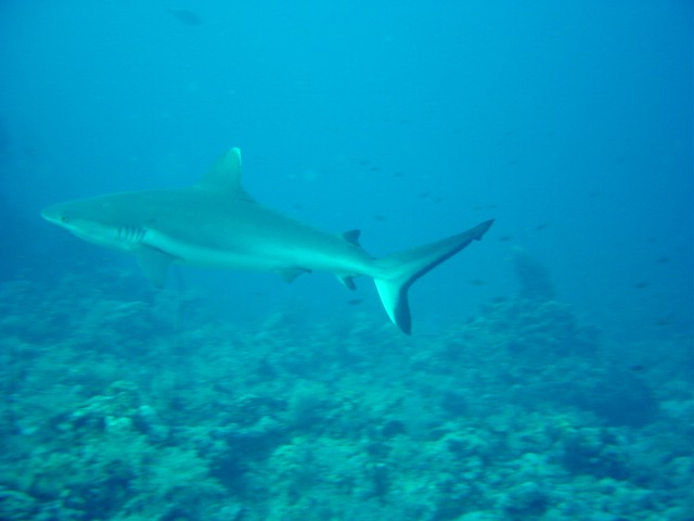 dsc01292.jpg
