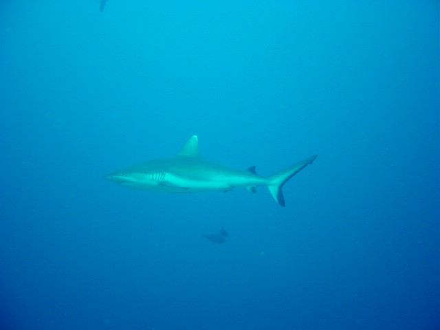 dsc01295.jpg
