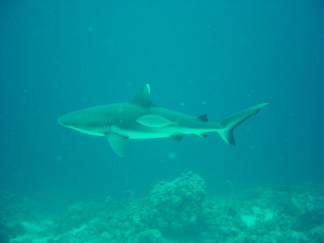 dsc01310.jpg