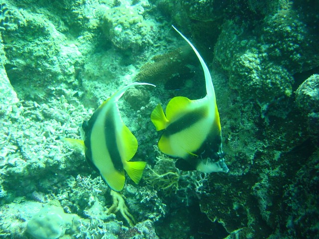 dsc01330.jpg