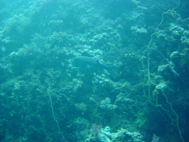 dsc01350.jpg