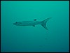dsc01058.jpg