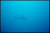 dsc01075.jpg