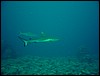 dsc01187.jpg
