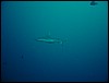 dsc01196.jpg
