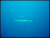 dsc01295.jpg