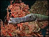 dscn5596.jpg