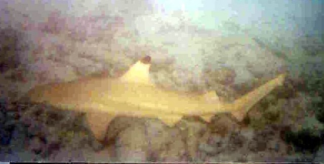 foto39a.jpg